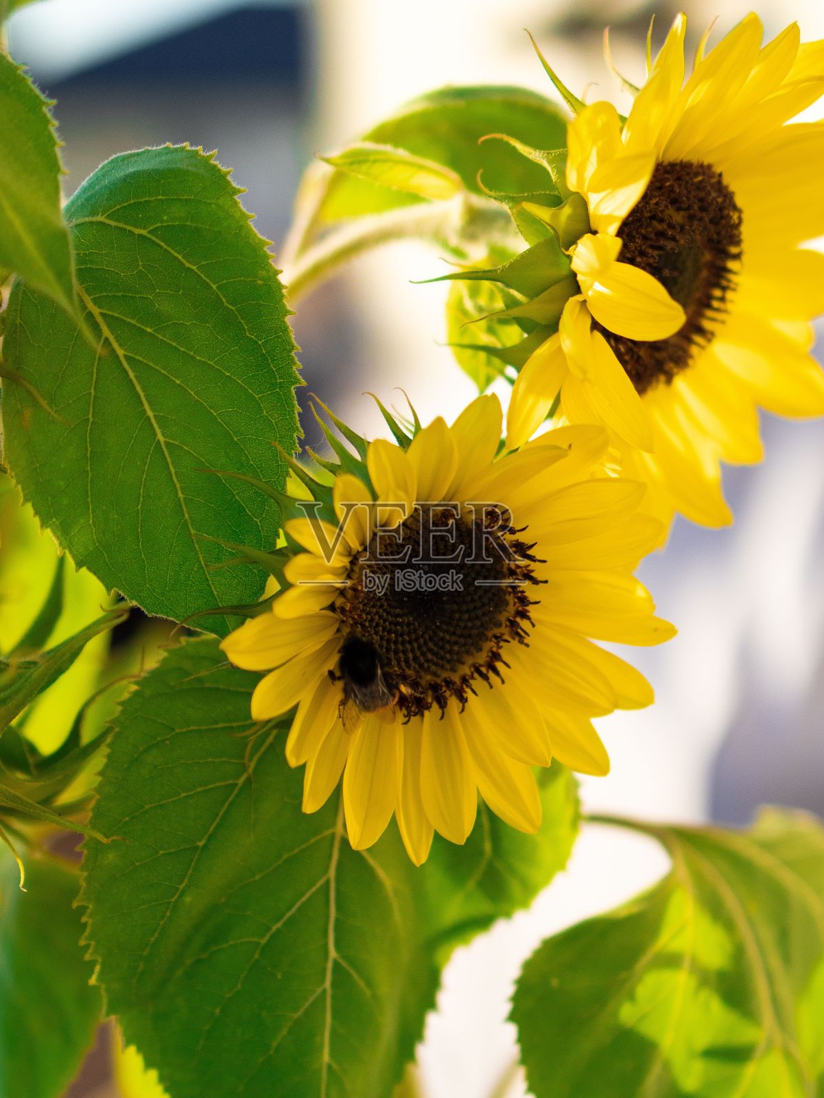 浅焦点的两个向日葵与模糊的背景照片摄影图片