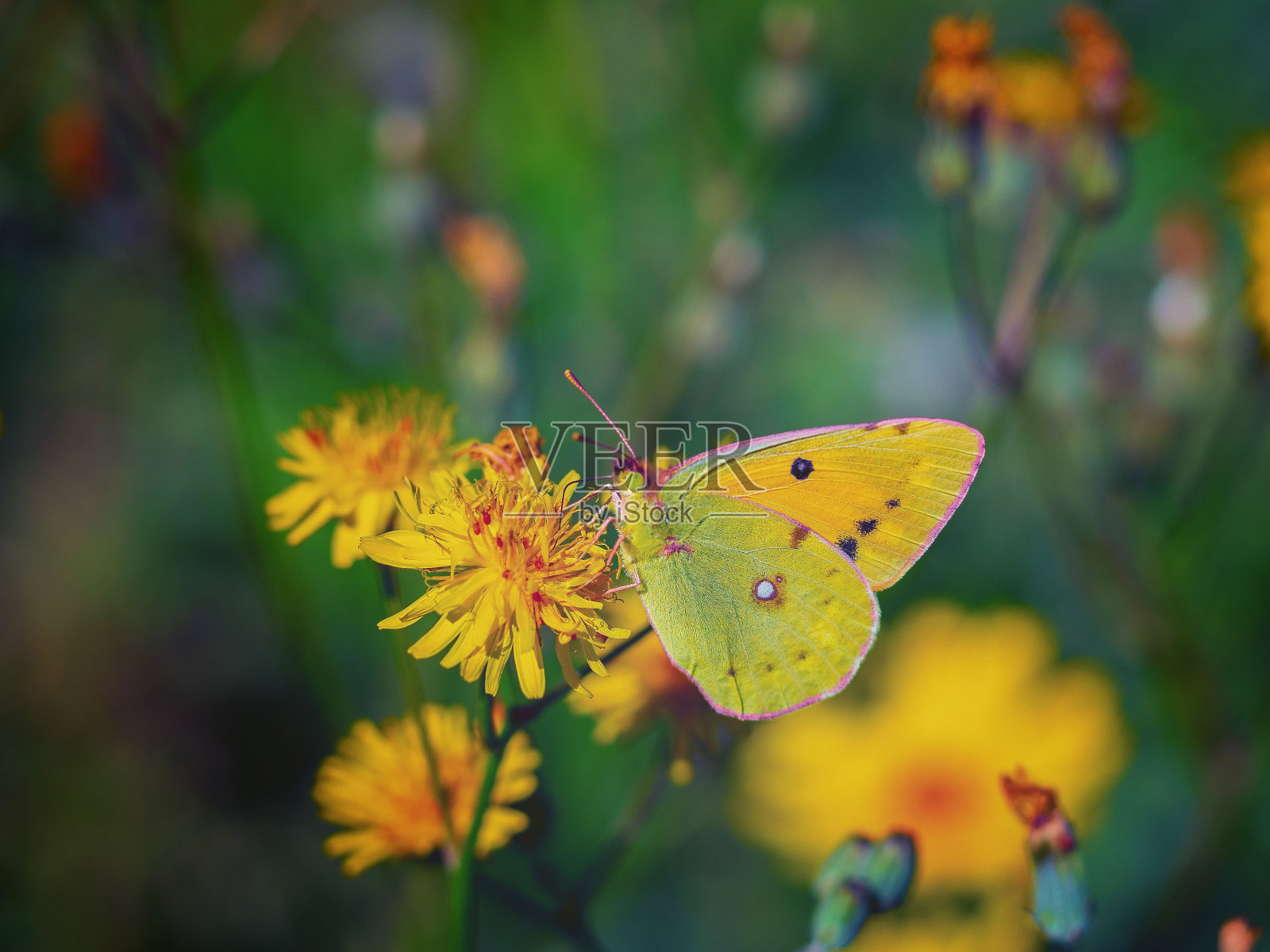 一只美丽的蝴蝶站在花园里的黄花上的特写照片摄影图片