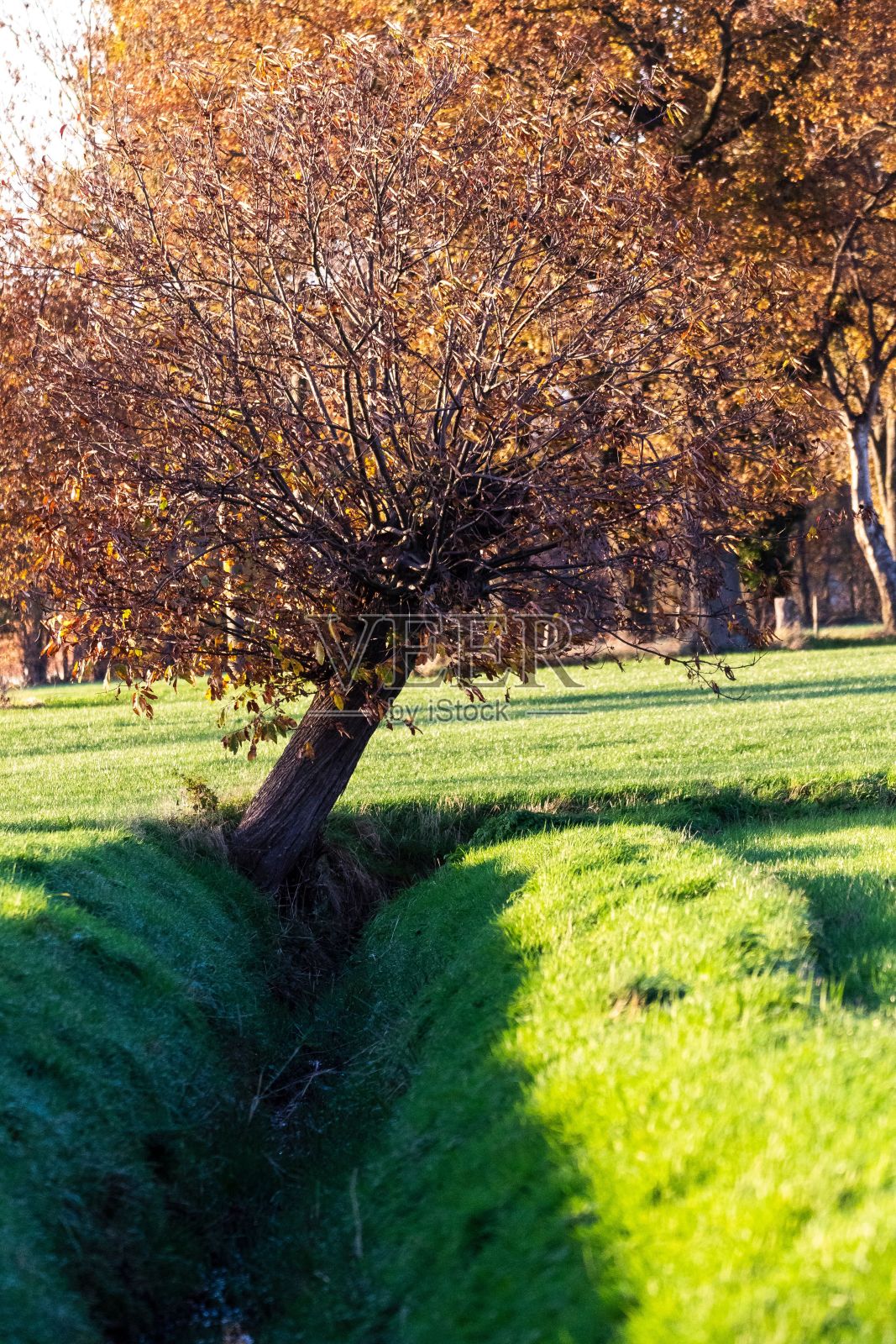 秋天的一天,公园里一条挖好的取水运河的垂直镜头照片摄影图片