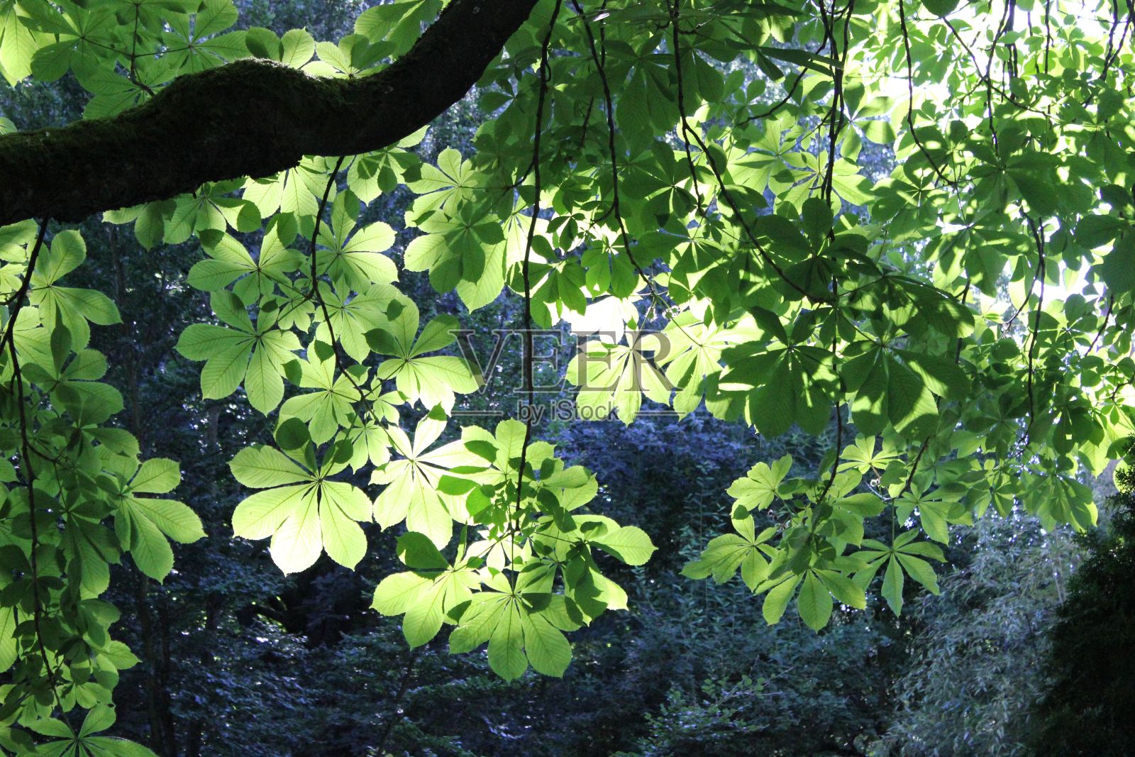 明亮的绿色树叶和树枝覆盖着阳光照片摄影图片