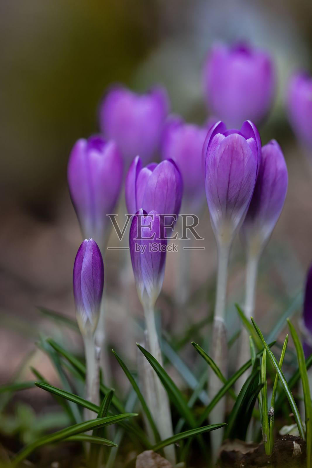垂直拍摄的紫色番红花与模糊的背景照片摄影图片