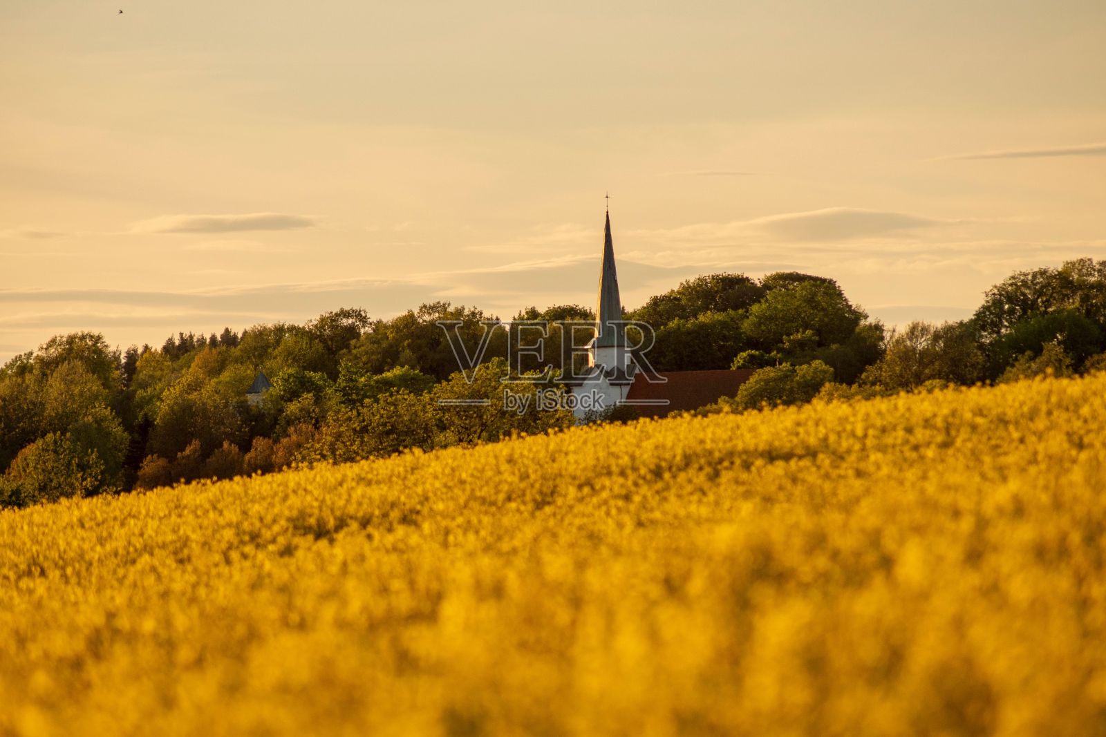 黄金时段,乡村的教堂被开满黄花的油菜地包围照片摄影图片