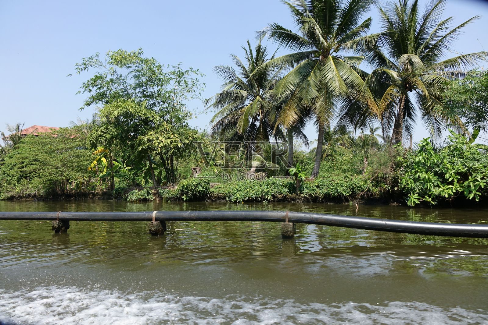 泰国曼谷,一条长着椰子树的河流照片摄影图片