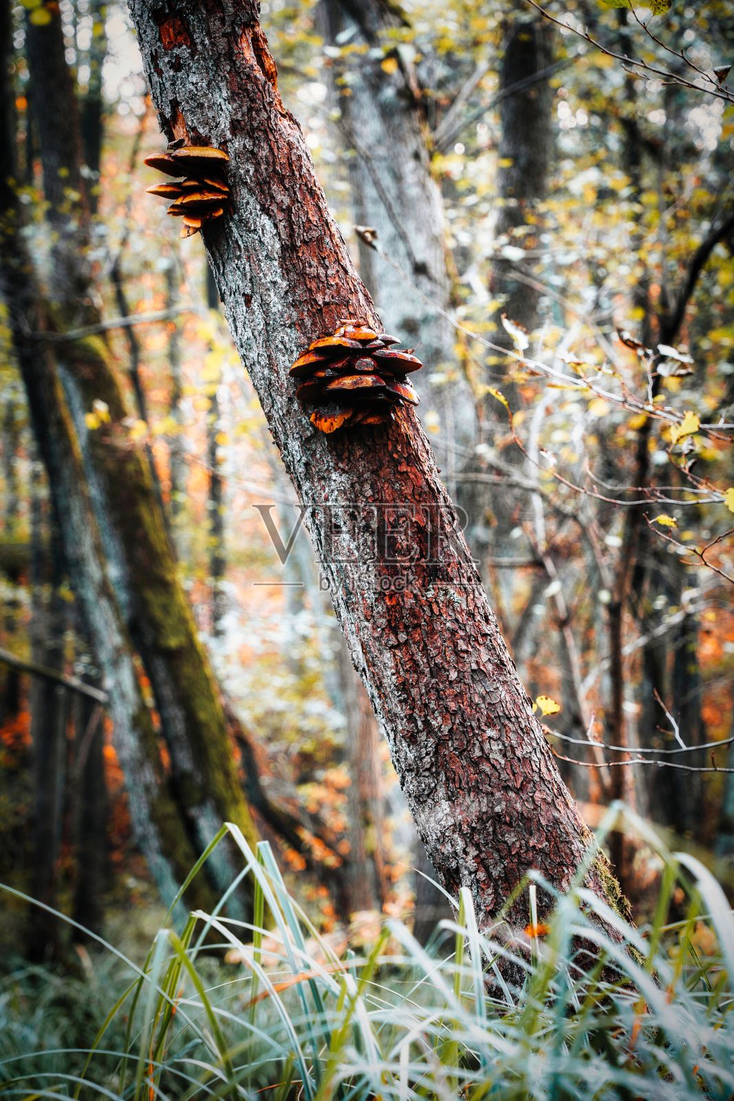 秋天的木耳照片摄影图片