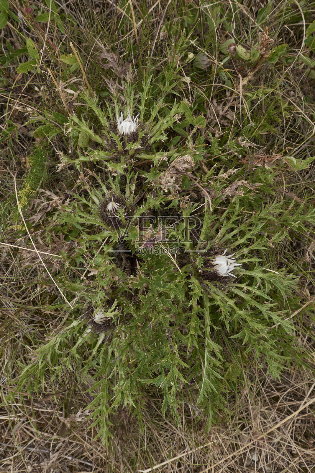 盛开的卡琳娜·阿考利斯照片摄影图片