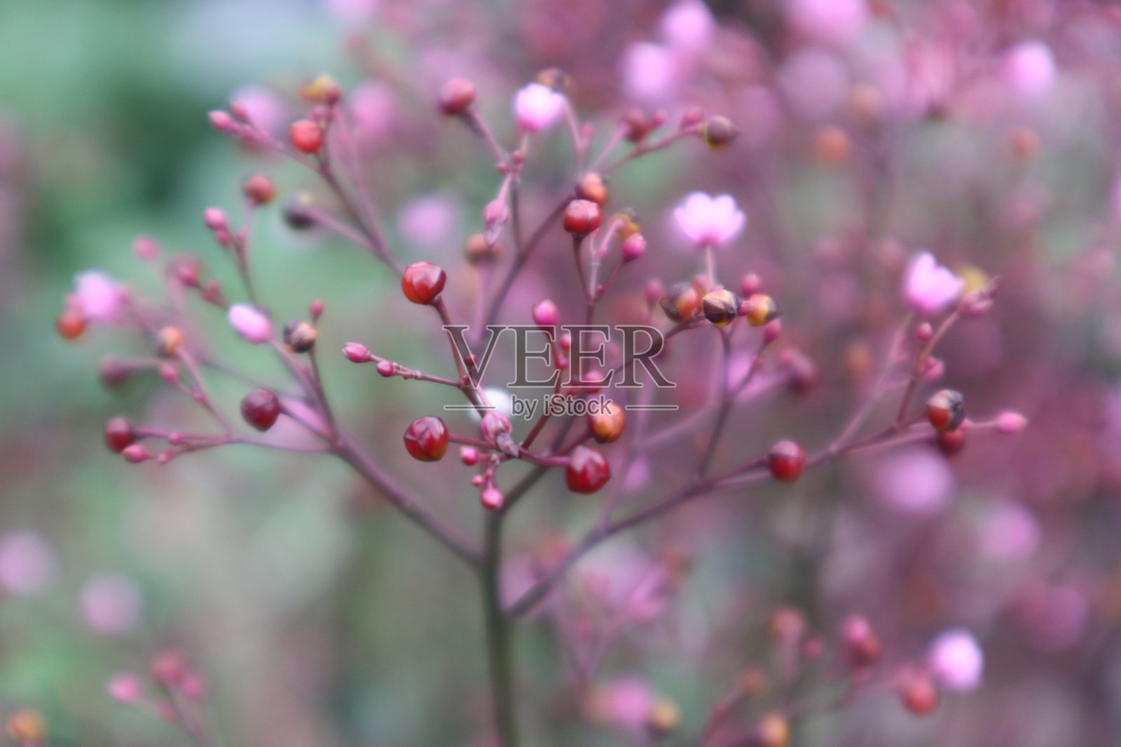 塔利努姆·弗鲁蒂科苏姆照片摄影图片