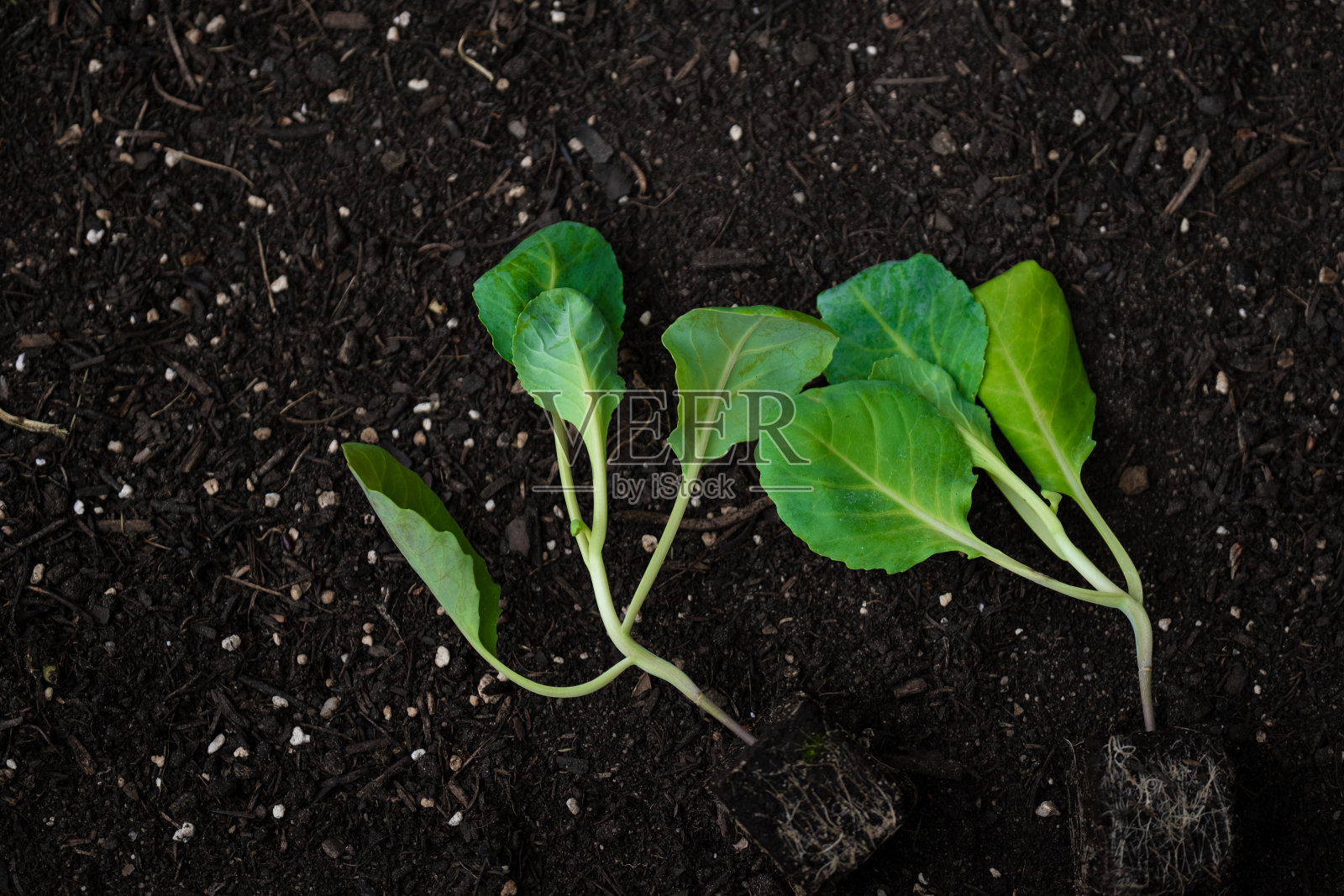 园艺和农业。地面上的花椰菜幼苗特写。青菜苗。在自己的花园里种植纯生物蔬菜。植物种植和耕种。照片摄影图片