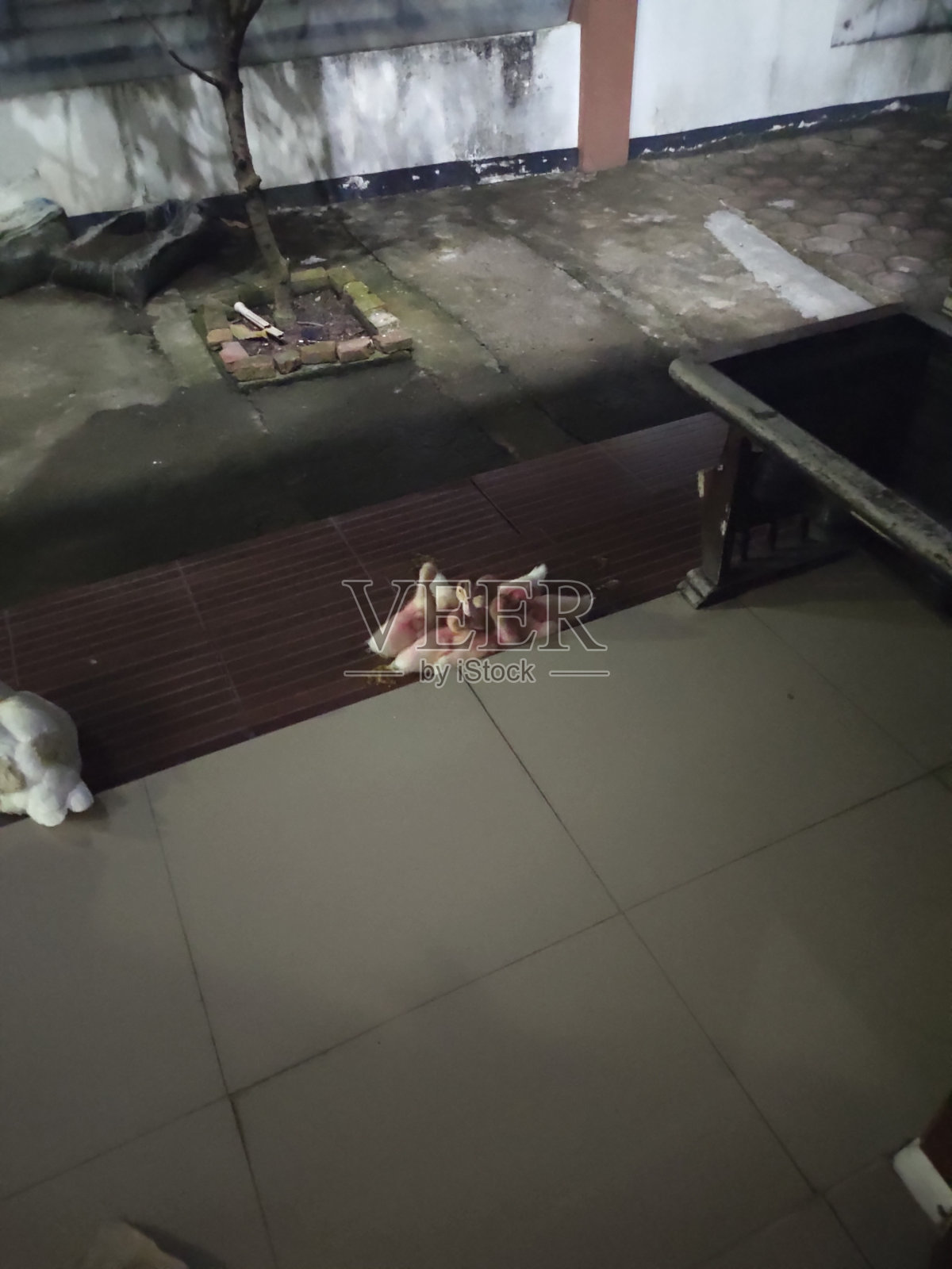 小鸭子没有妈妈照片摄影图片