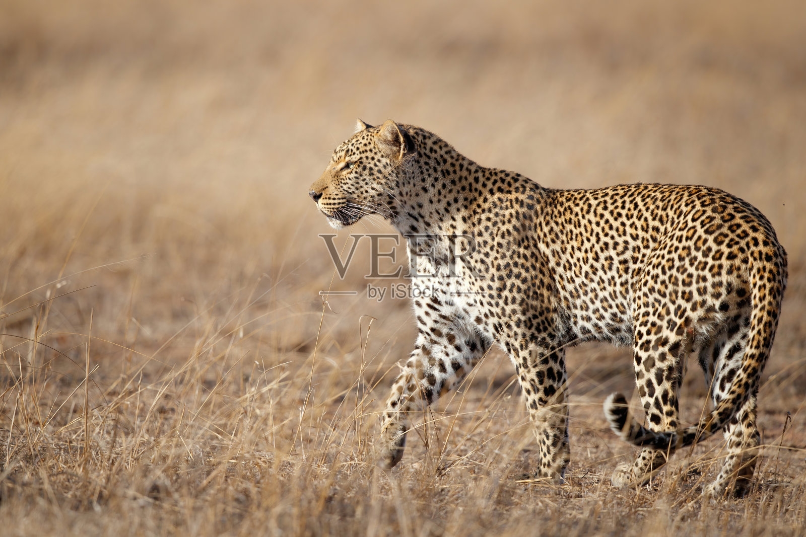 萨比金沙野生动物保护区的雄性豹照片摄影图片