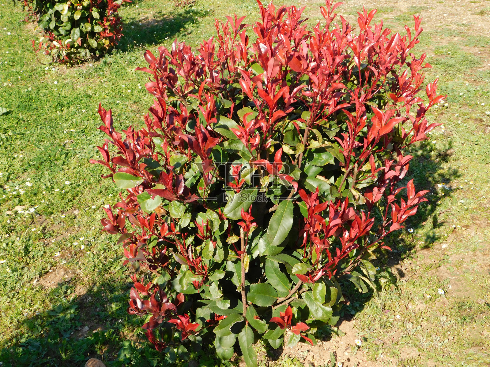 凤仙花照片摄影图片