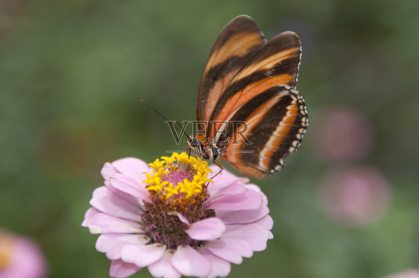 蝴蝶照片摄影图片