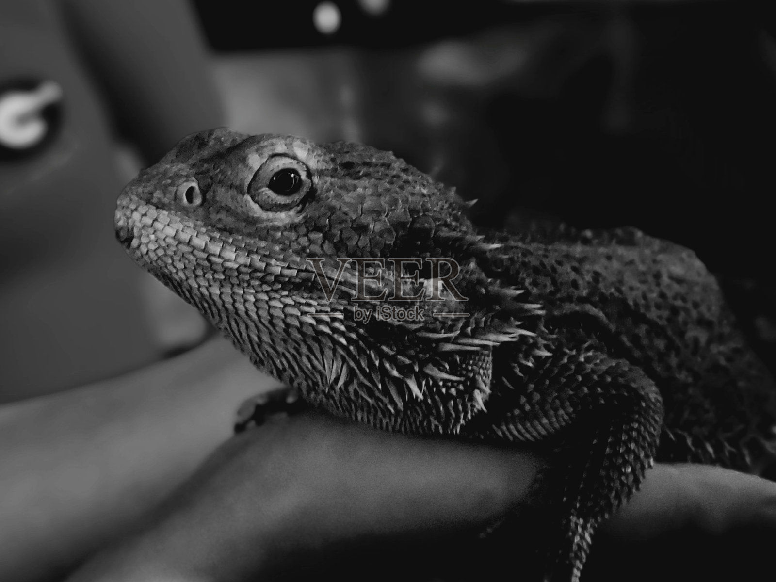 龙照片摄影图片