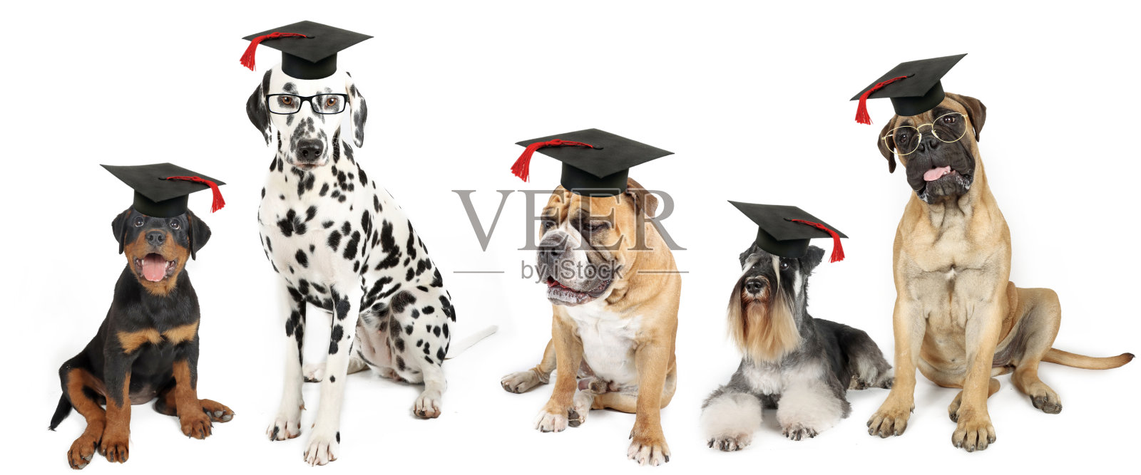 学校的狗照片摄影图片