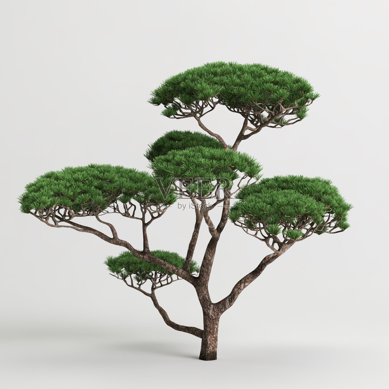 3D插画:白色背景上的盆景树照片摄影图片