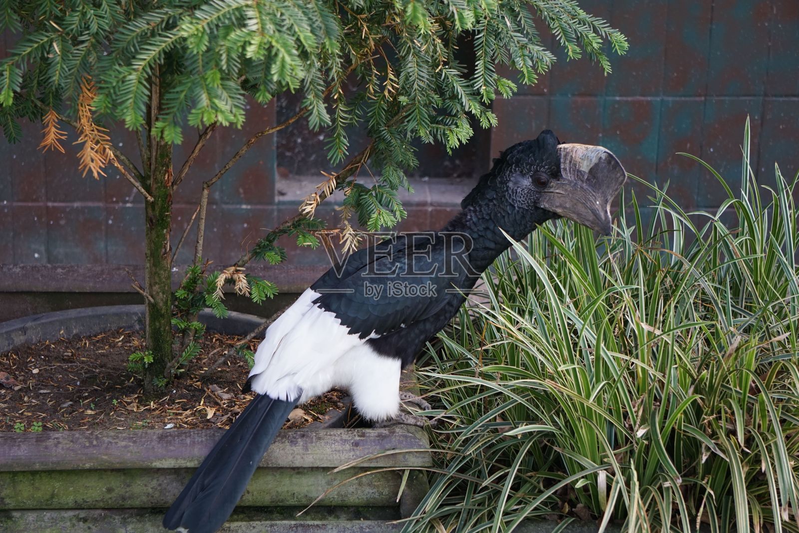 草丛中银颊犀鸟的特写镜头照片摄影图片