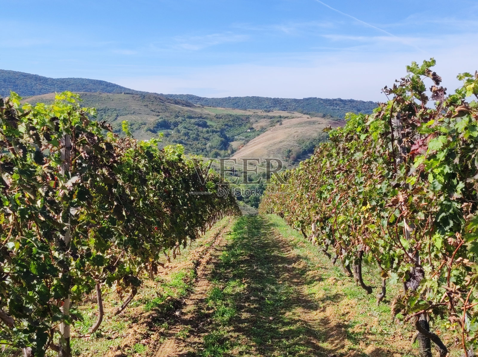 弗鲁斯卡戈拉山上五颜六色的葡萄园照片摄影图片