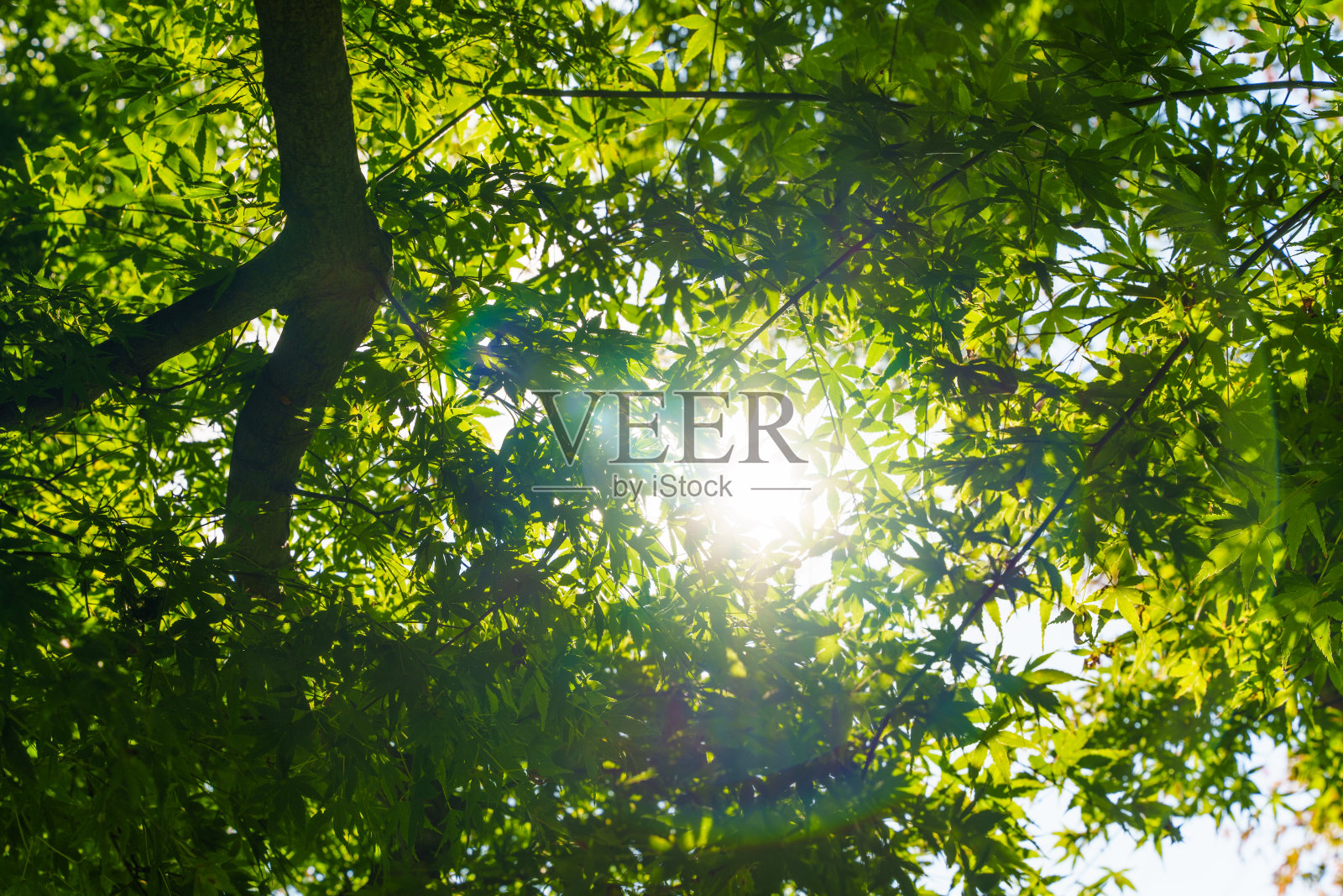 新鲜的绿枫叶和阳光透过树叶照片摄影图片