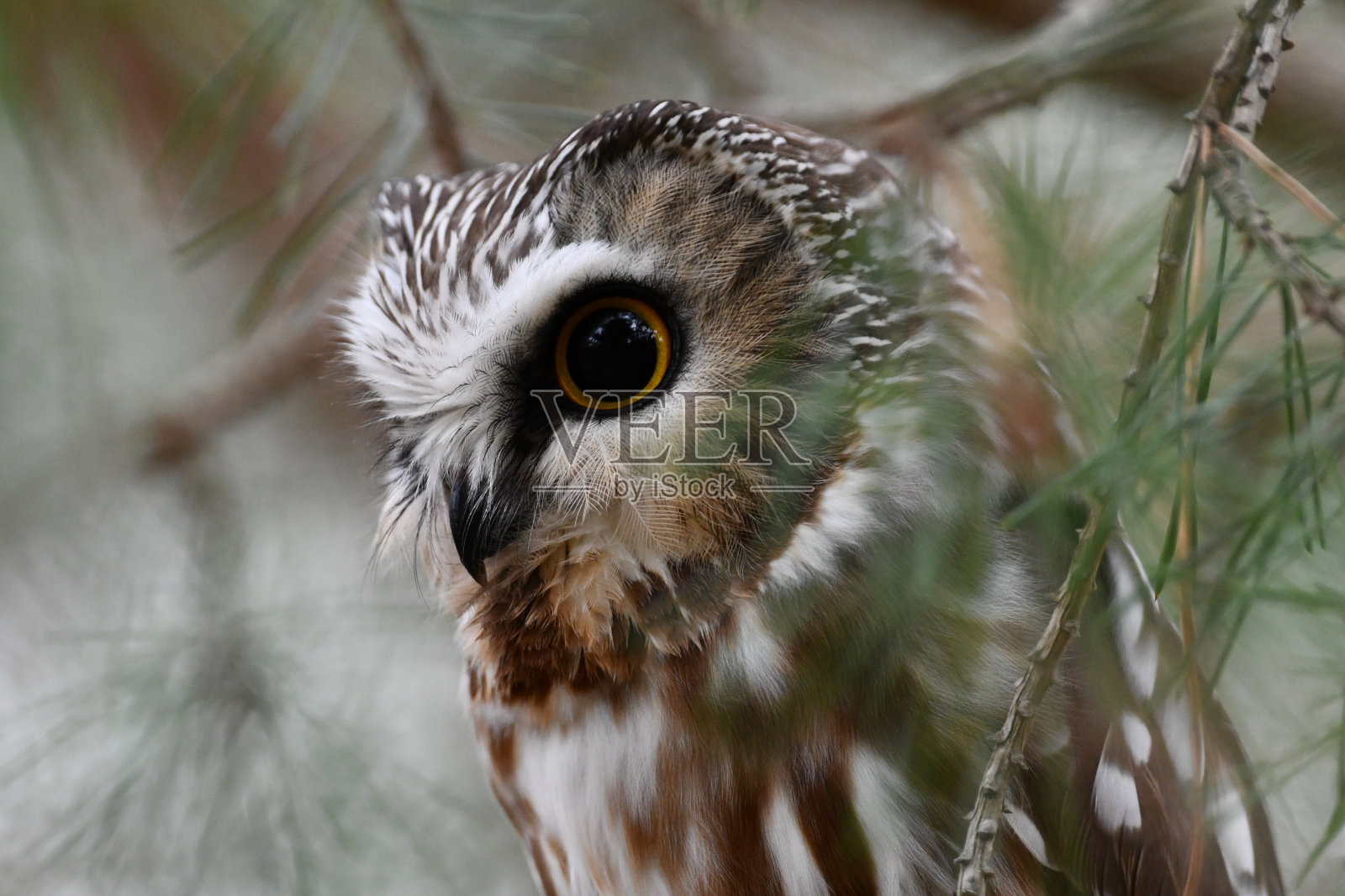北方锯齿猫头鹰肖像照片摄影图片