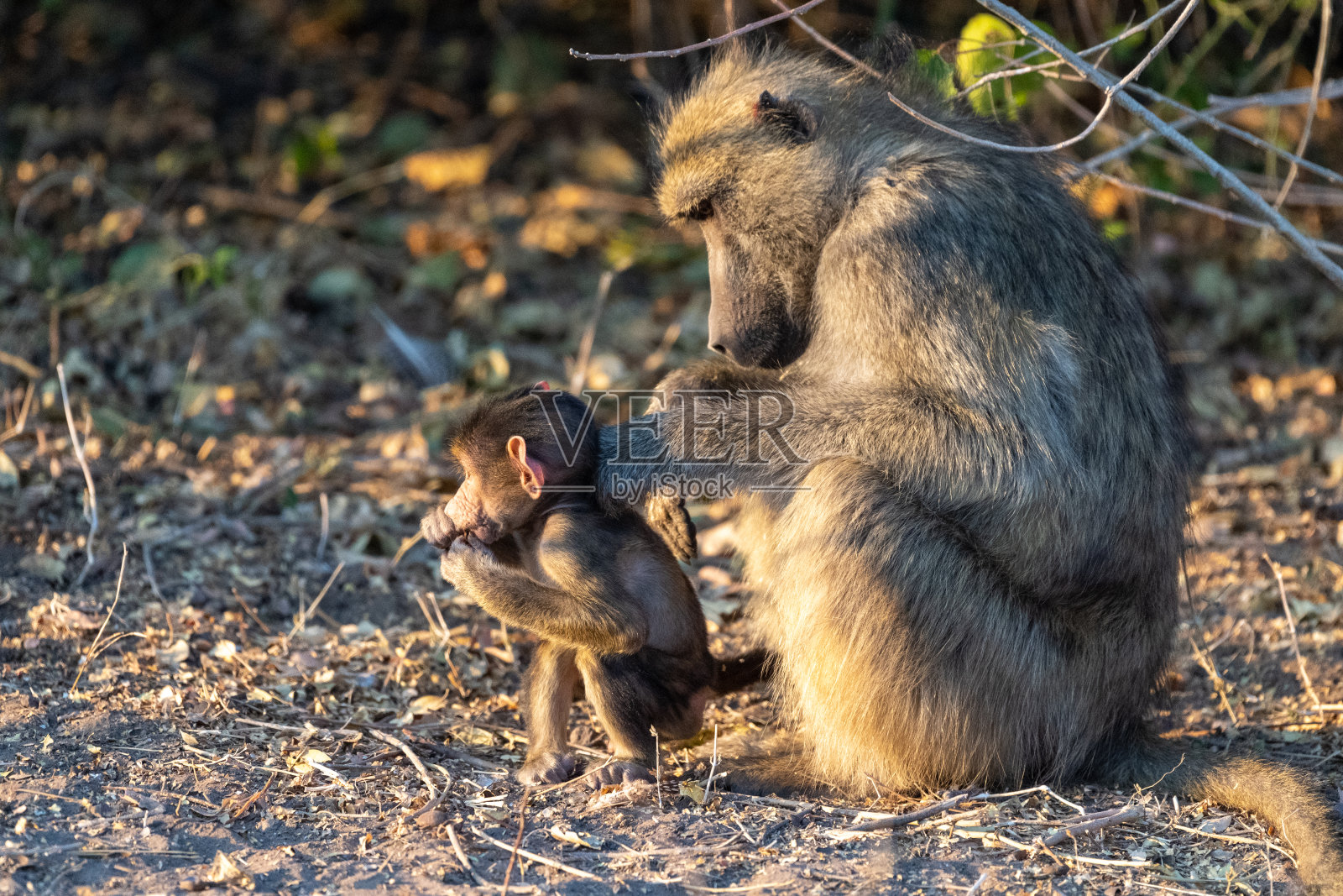 乔贝国家公园的狒狒宝宝照片摄影图片