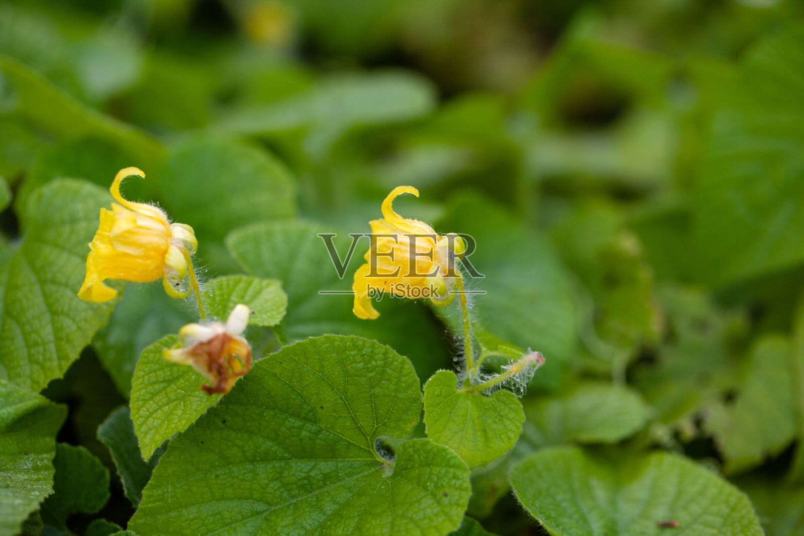 满族的块根葫芦照片摄影图片