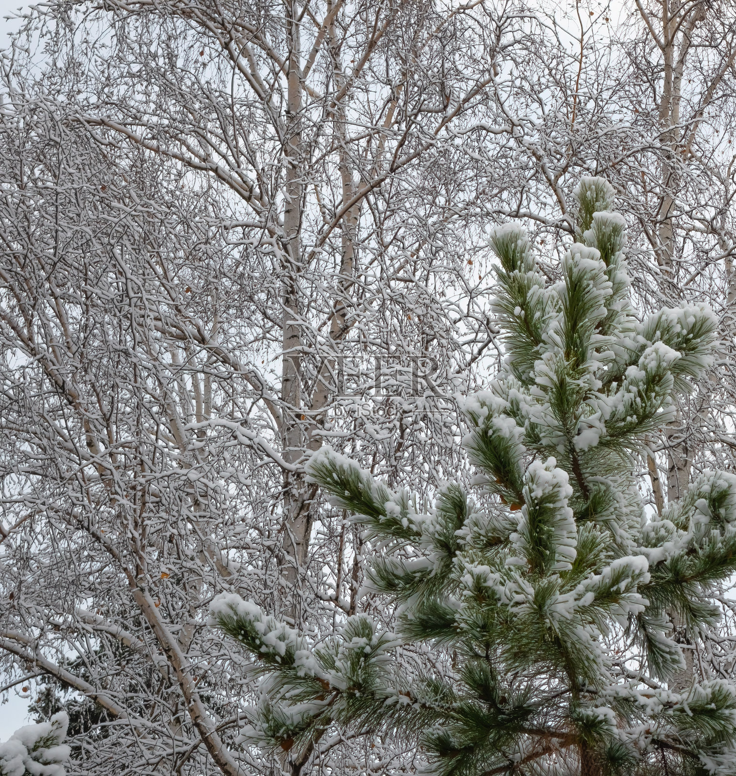 冬天的雪粘在树枝上照片摄影图片