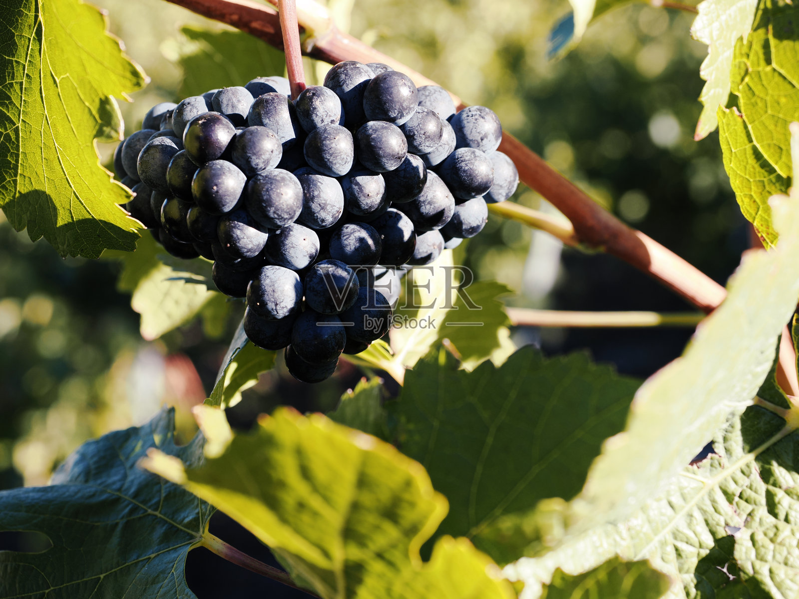 瑞士之旅照片摄影图片