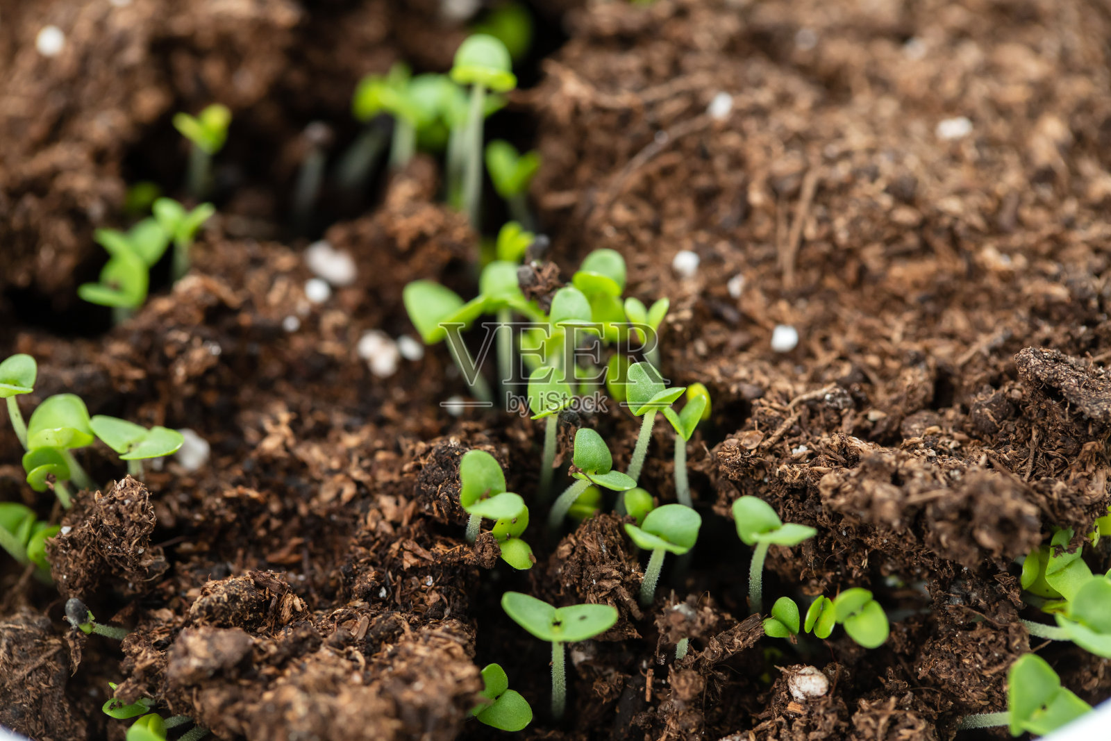 在地面上生长的初生小叶照片摄影图片