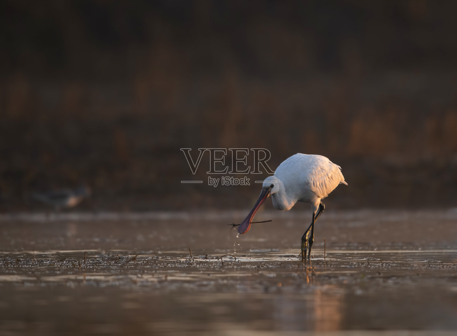 欧洲琵鹭(Platalea leucorodia)在湿地进食照片摄影图片
