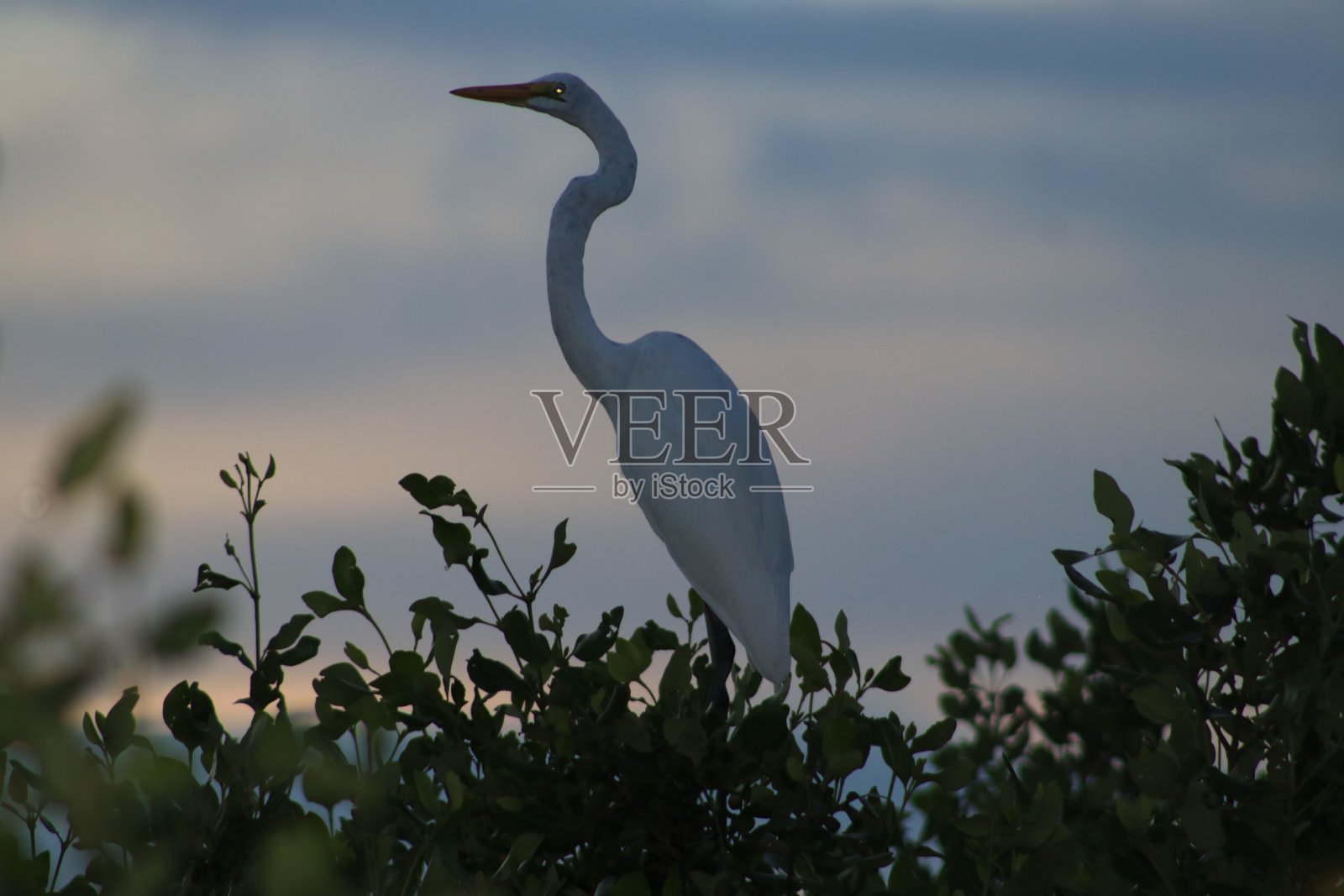 鹳照片摄影图片