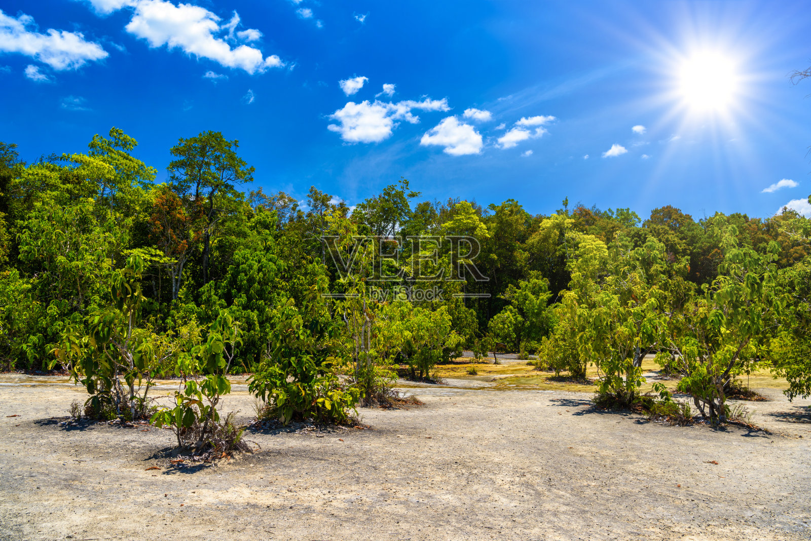 翡翠池,约塞米蒂国家公园,甲米,泰国,树木照片摄影图片