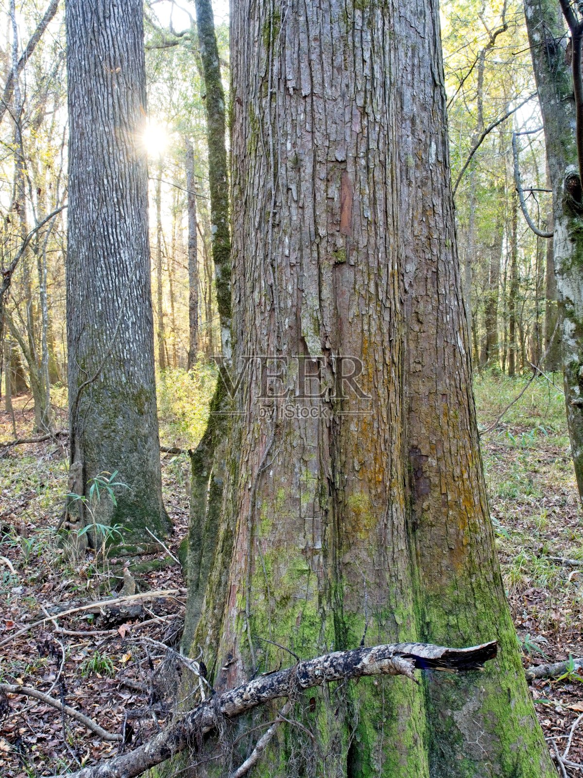 南卡罗来纳中部的刚果国家公园里的老硬木树照片摄影图片