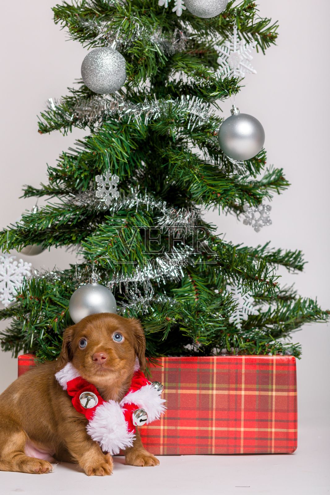 可爱的腊肠狗假期小狗照片摄影图片