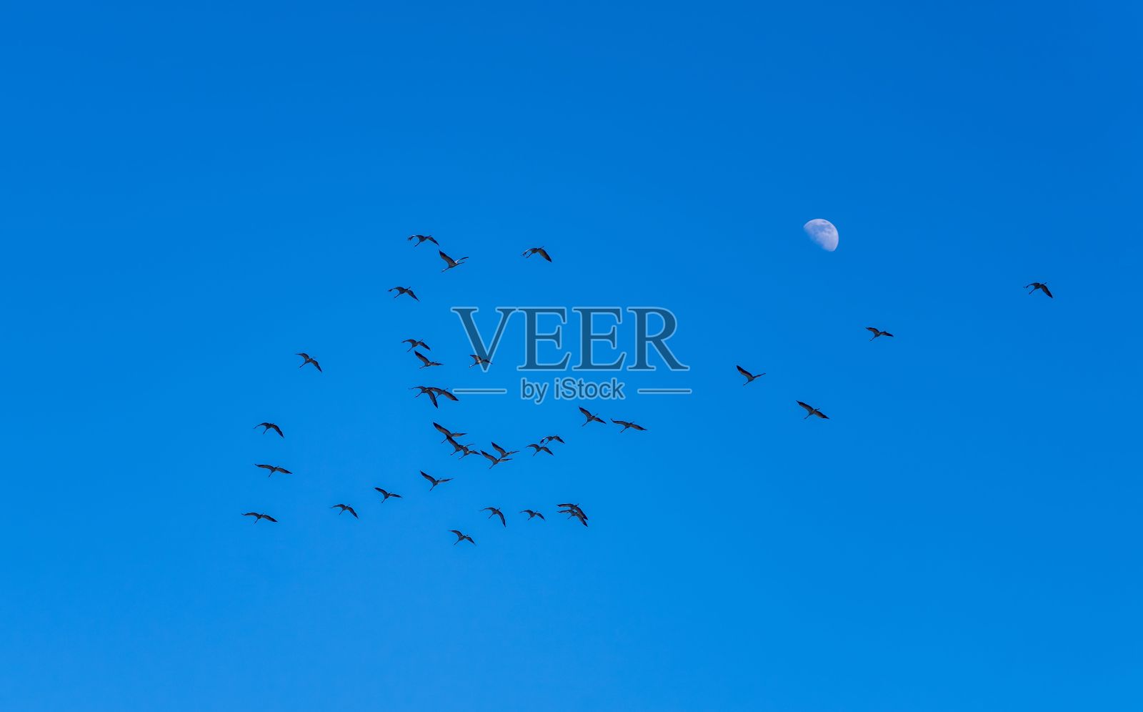 一群群的鸟在蓝天上飞翔,伴着半月。照片摄影图片