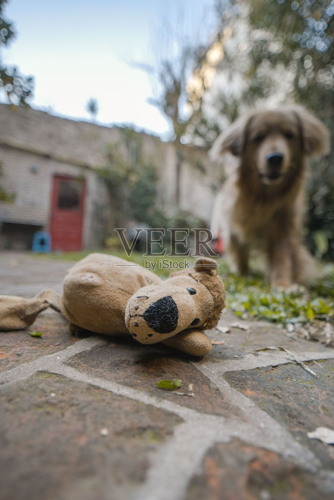垂直拍摄的毛绒玩具,背景是一只金毛猎犬照片摄影图片