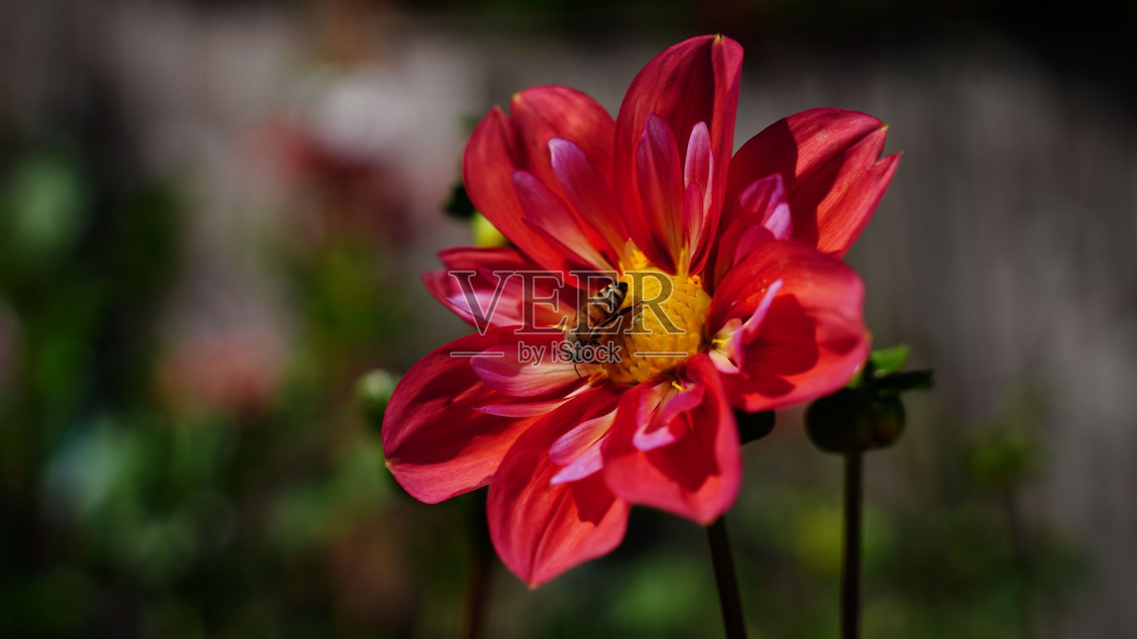 红色大丽花的选择性焦点与蜜蜂站立和授粉它在模糊的背景照片摄影图片