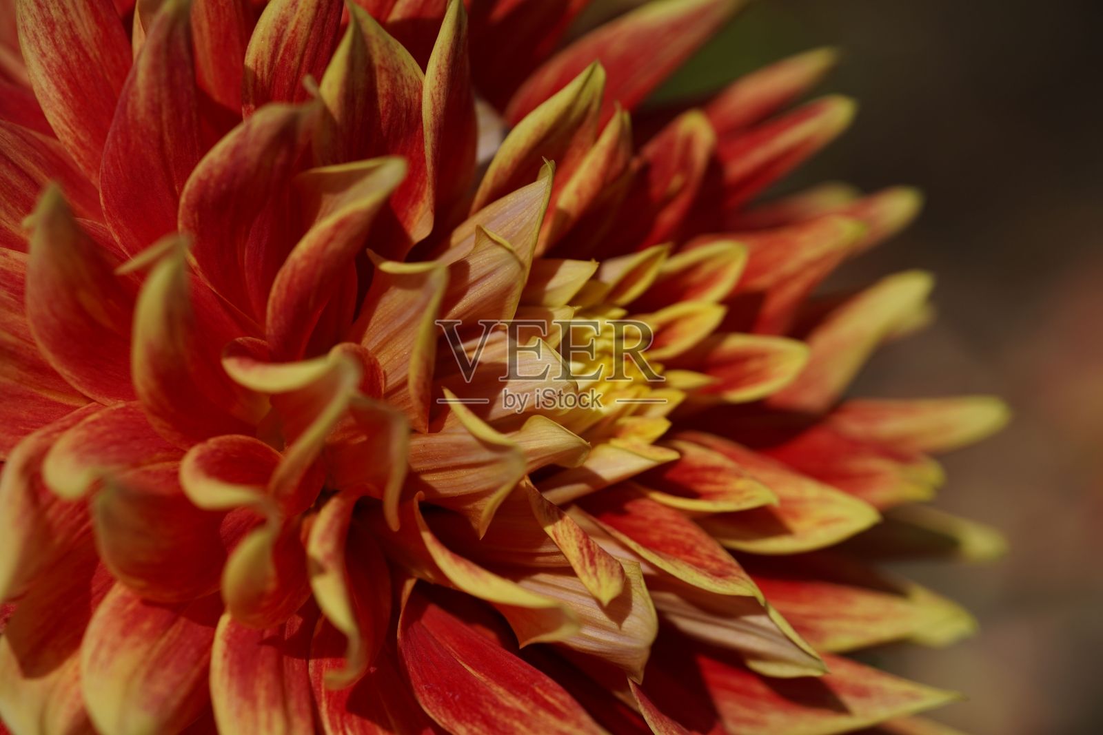 大丽花(大希拉)的特写在模糊的背景照片摄影图片