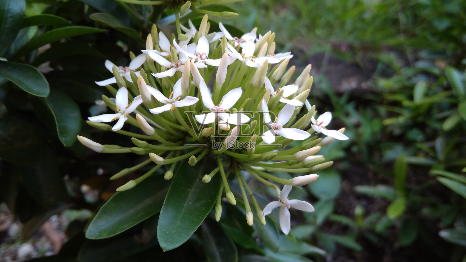 特写镜头的白色丛林天竺葵花在一个模糊的背景照片摄影图片