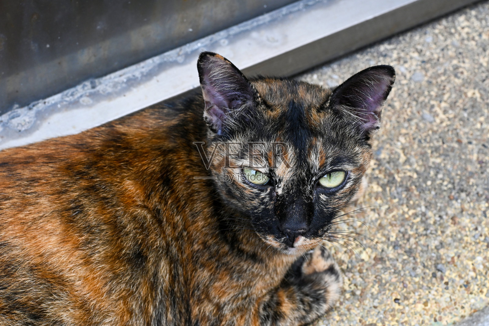 肖像深棕色可爱的孟加拉猫,近距离在面部表情选择性聚焦照片摄影图片