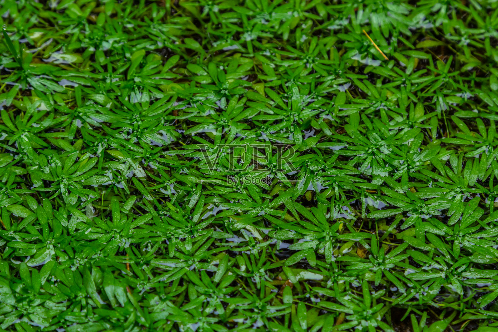 Callitriche palustris一种沼泽草。有漂浮的莲座或生长在湿泥上的水下植物照片摄影图片