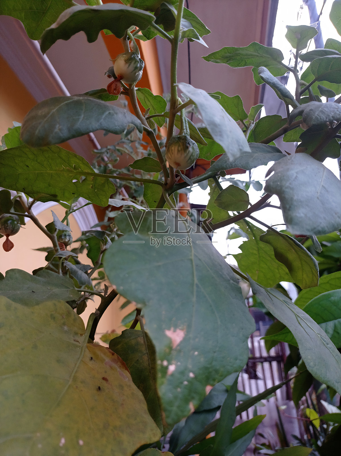 茄子照片摄影图片