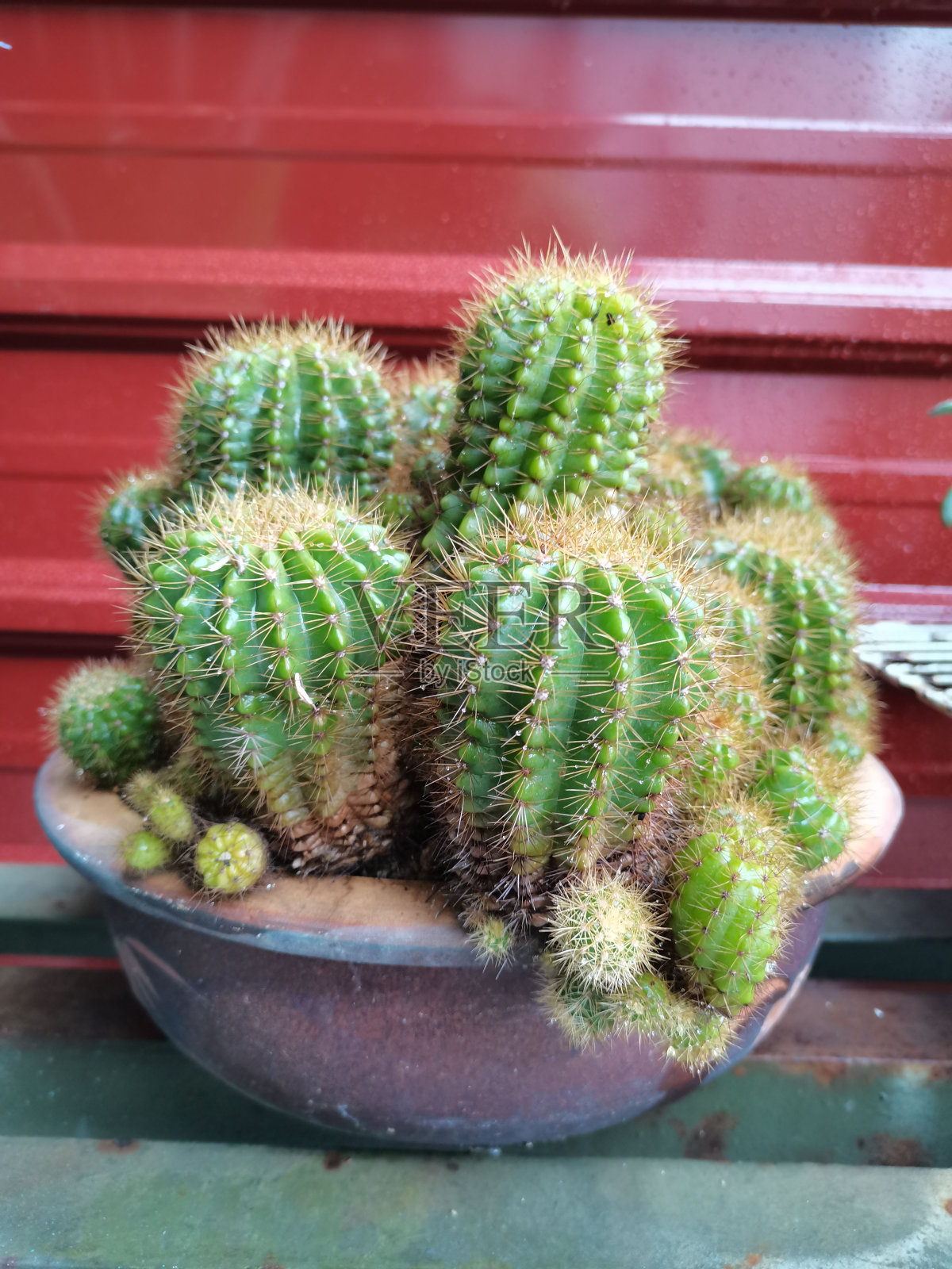 垂直拍摄的仙人掌植物在花盆上的红色背景照片摄影图片