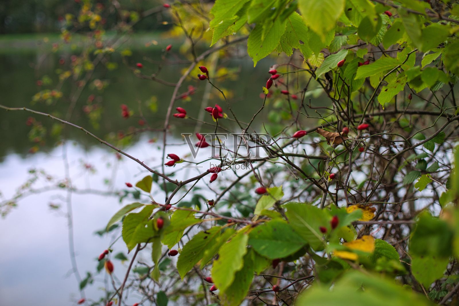 秋天池塘周围的树枝景观照片摄影图片
