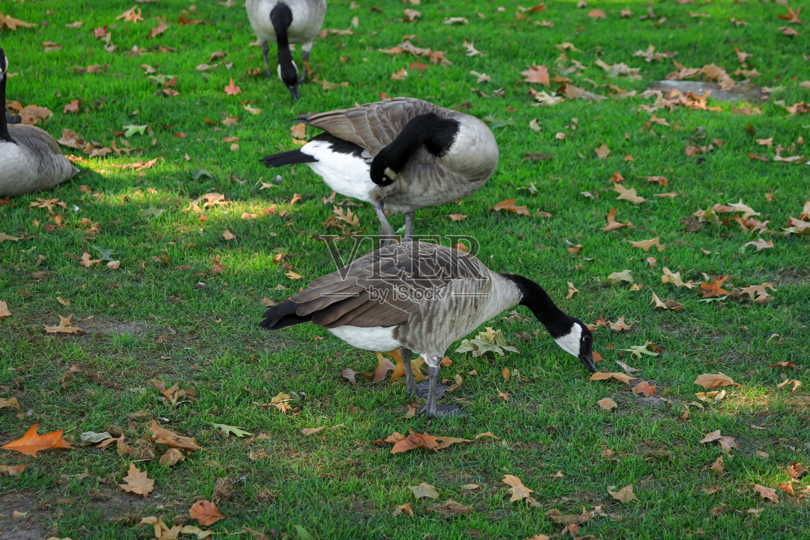 特写的加拿大鹅(Branta canadensis)采摘和吃草和抓自己在草地上照片摄影图片