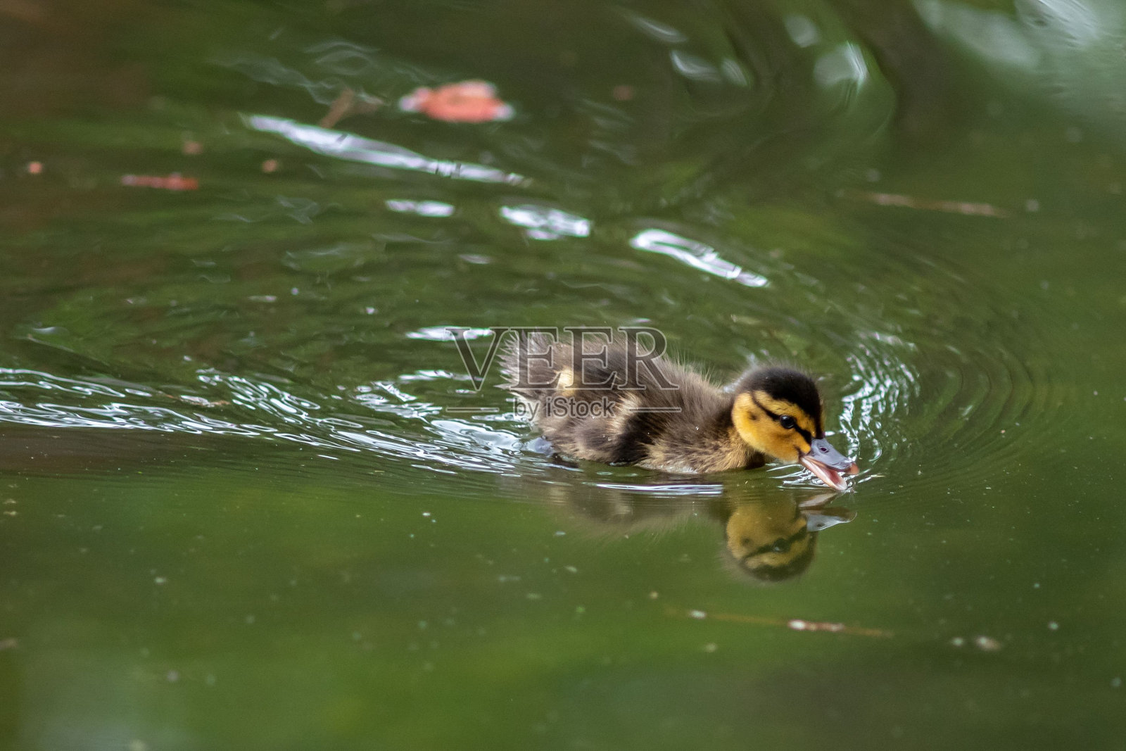 一只游泳的小鸭子的特写镜头照片摄影图片