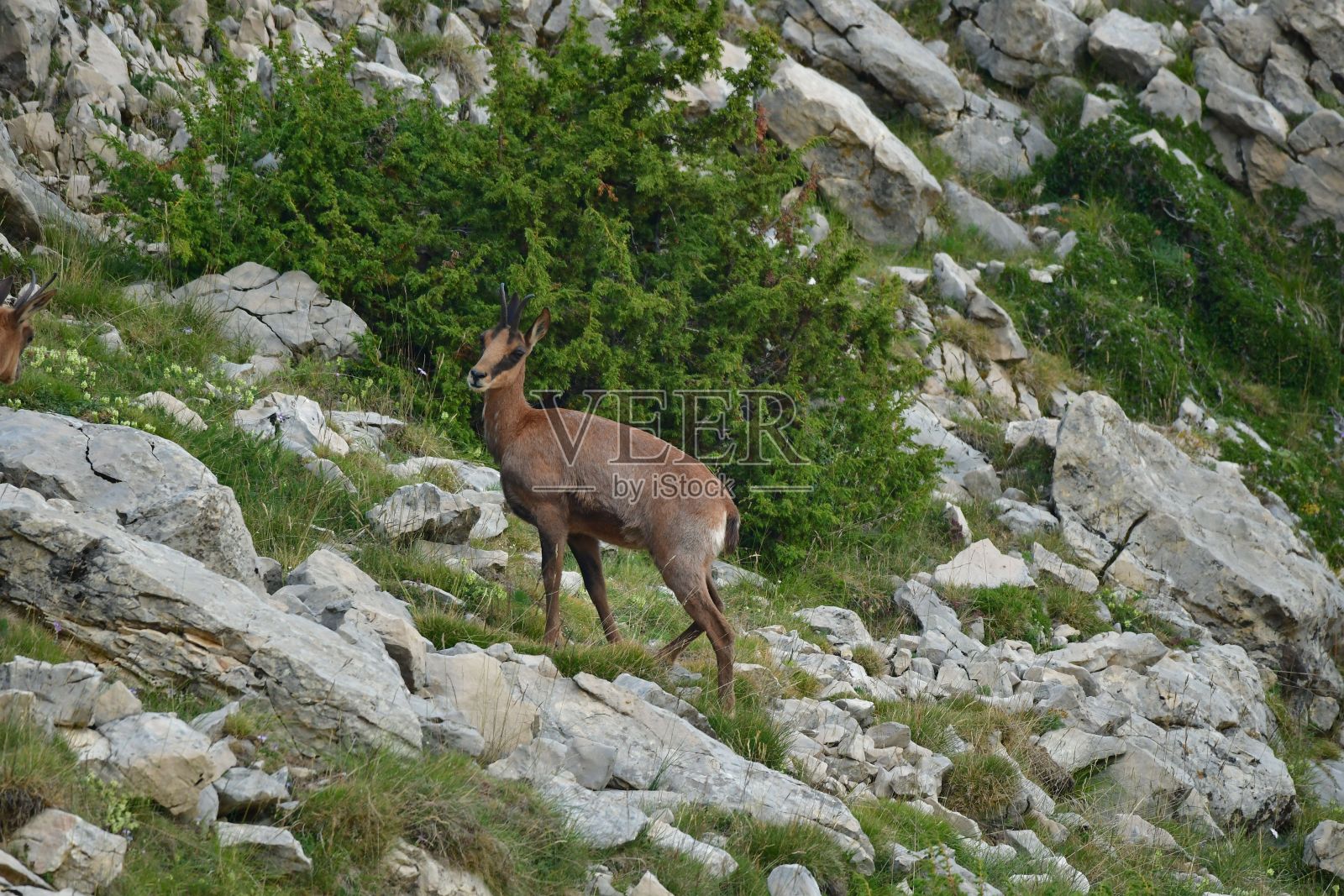 西班牙加泰罗尼亚比利牛斯山脉上的岩羚羊照片摄影图片