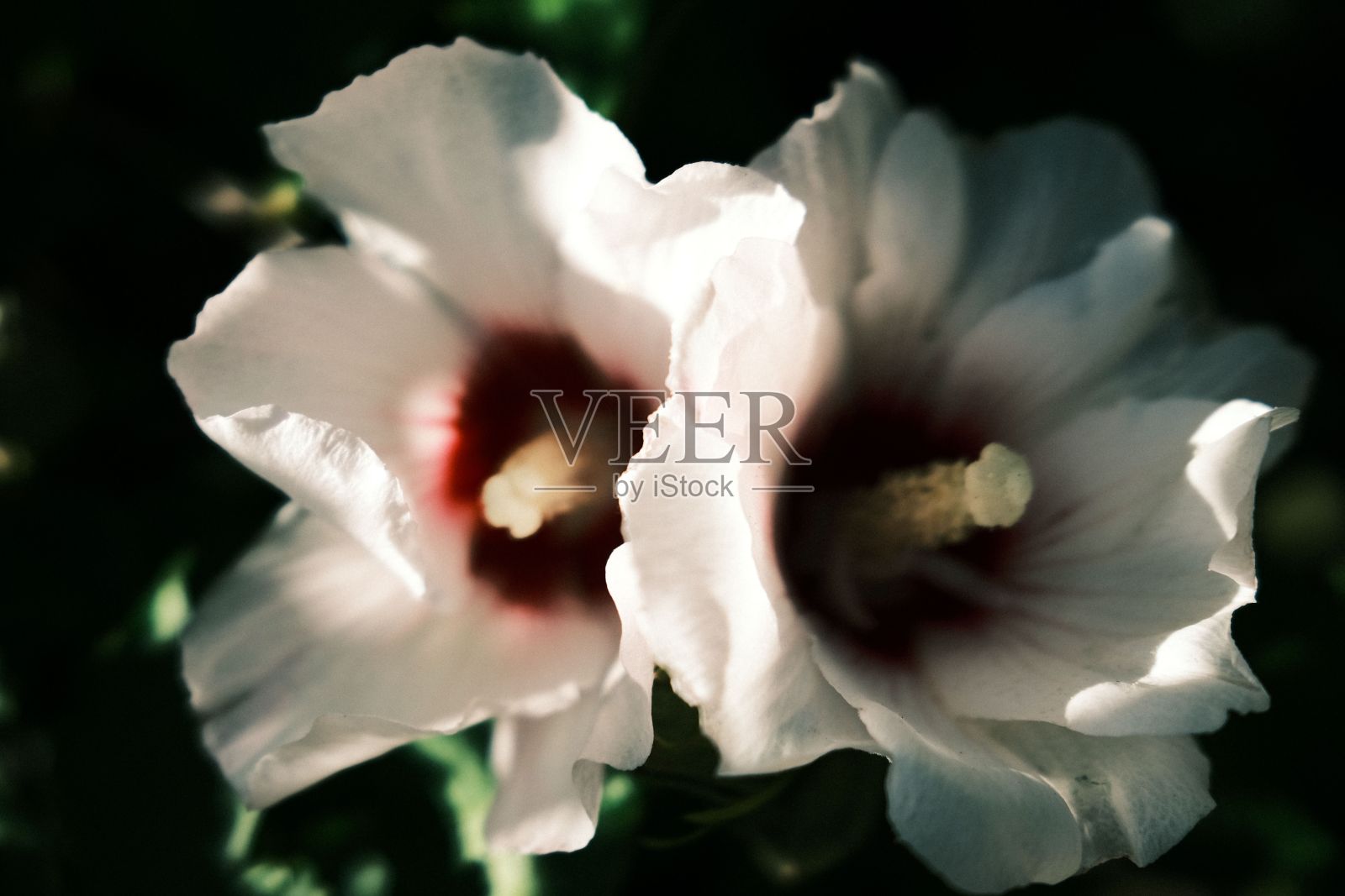 在盛开的白色粉红色芙蓉花的细节特写镜头照片摄影图片