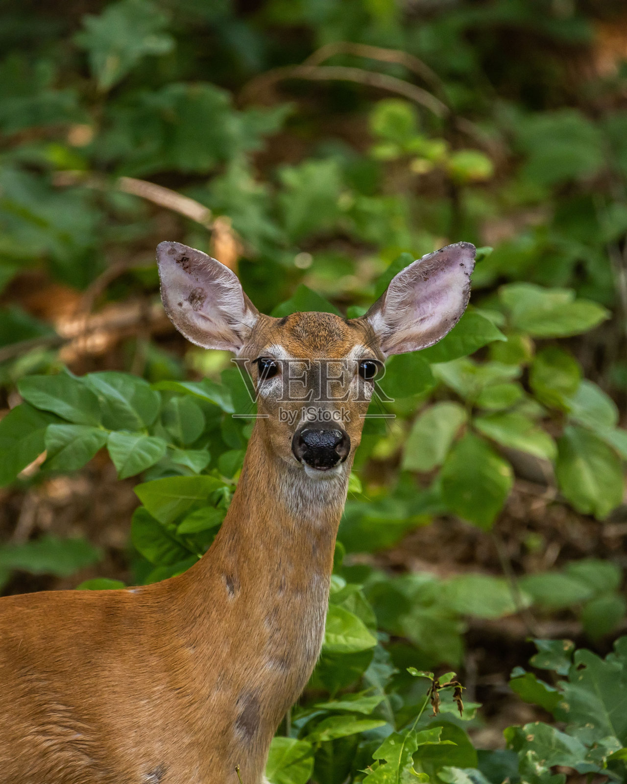 一只野生母鹿看着相机的垂直镜头照片摄影图片