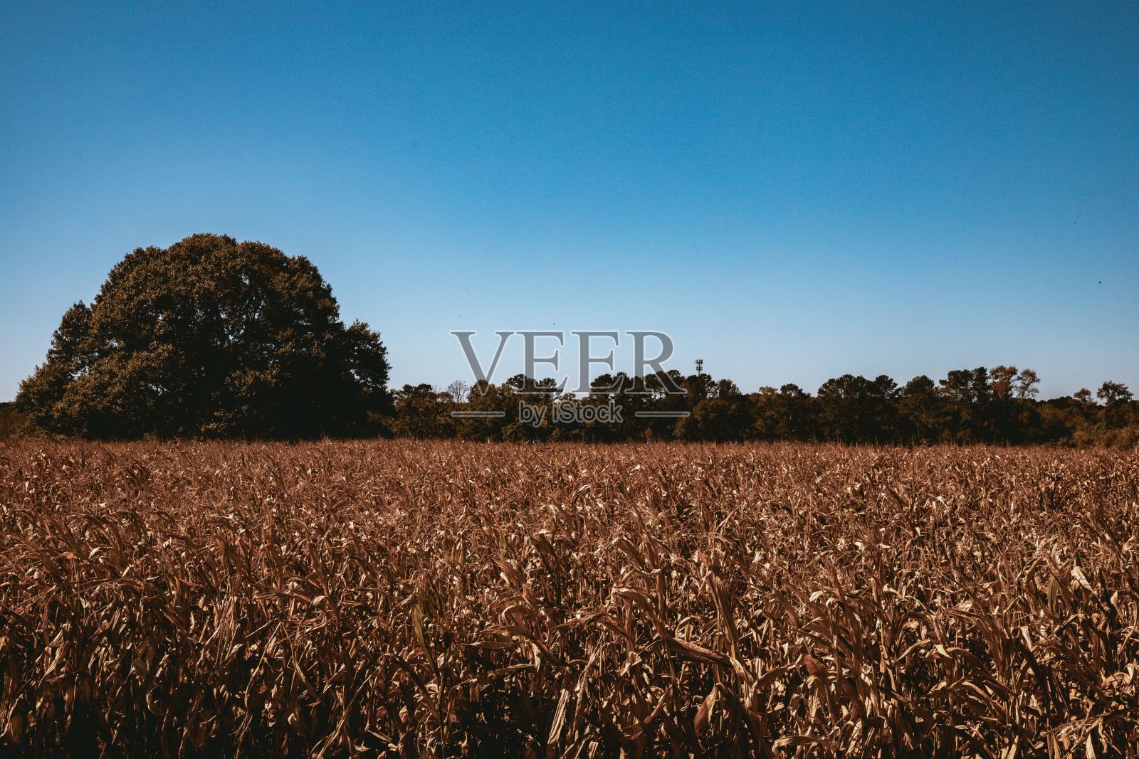 在一个万里无云的日子里,收获季节里一片玉米壳的特写照片摄影图片