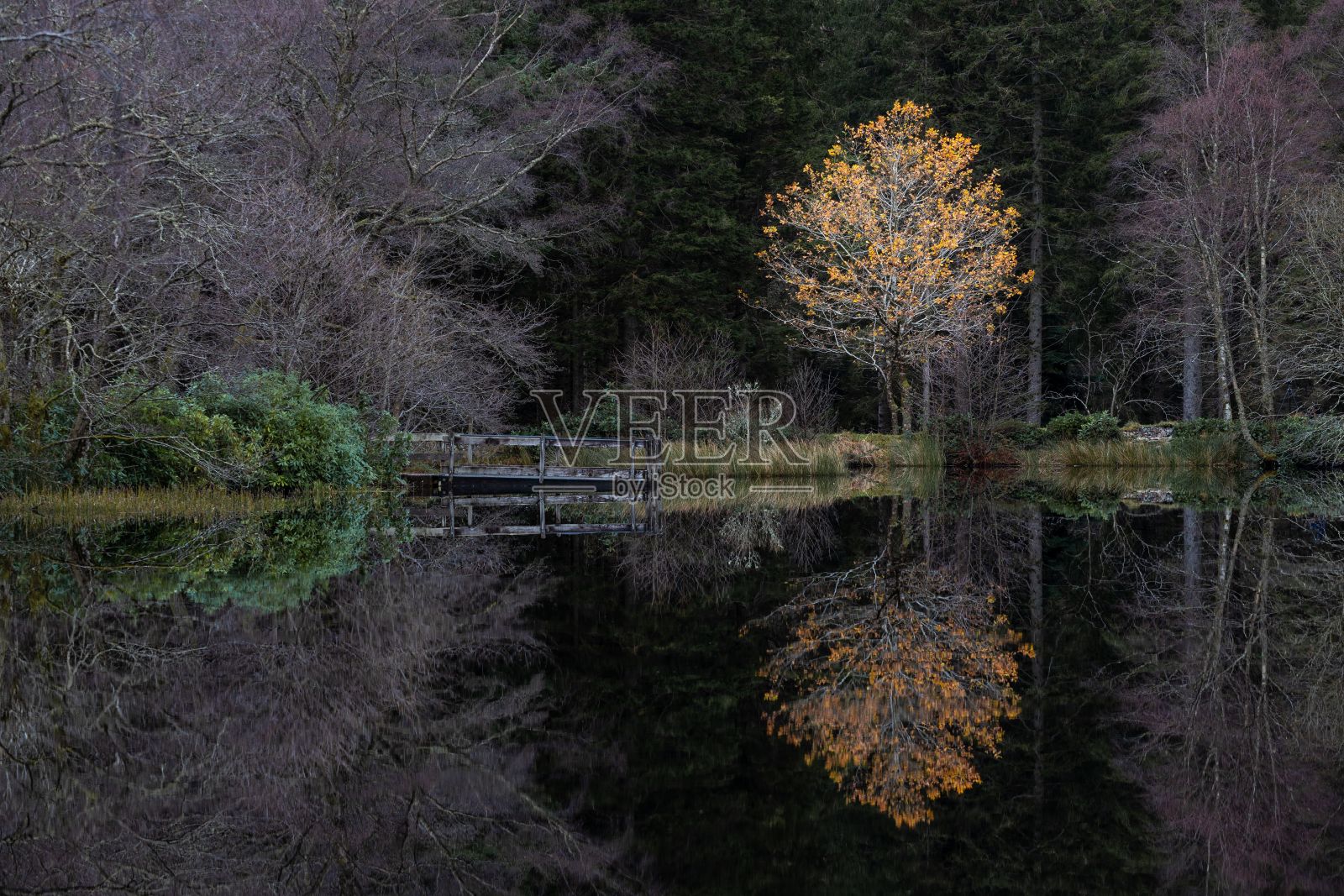 静止的湖水映照出公园里一棵秋天的橘子树的美丽照片摄影图片