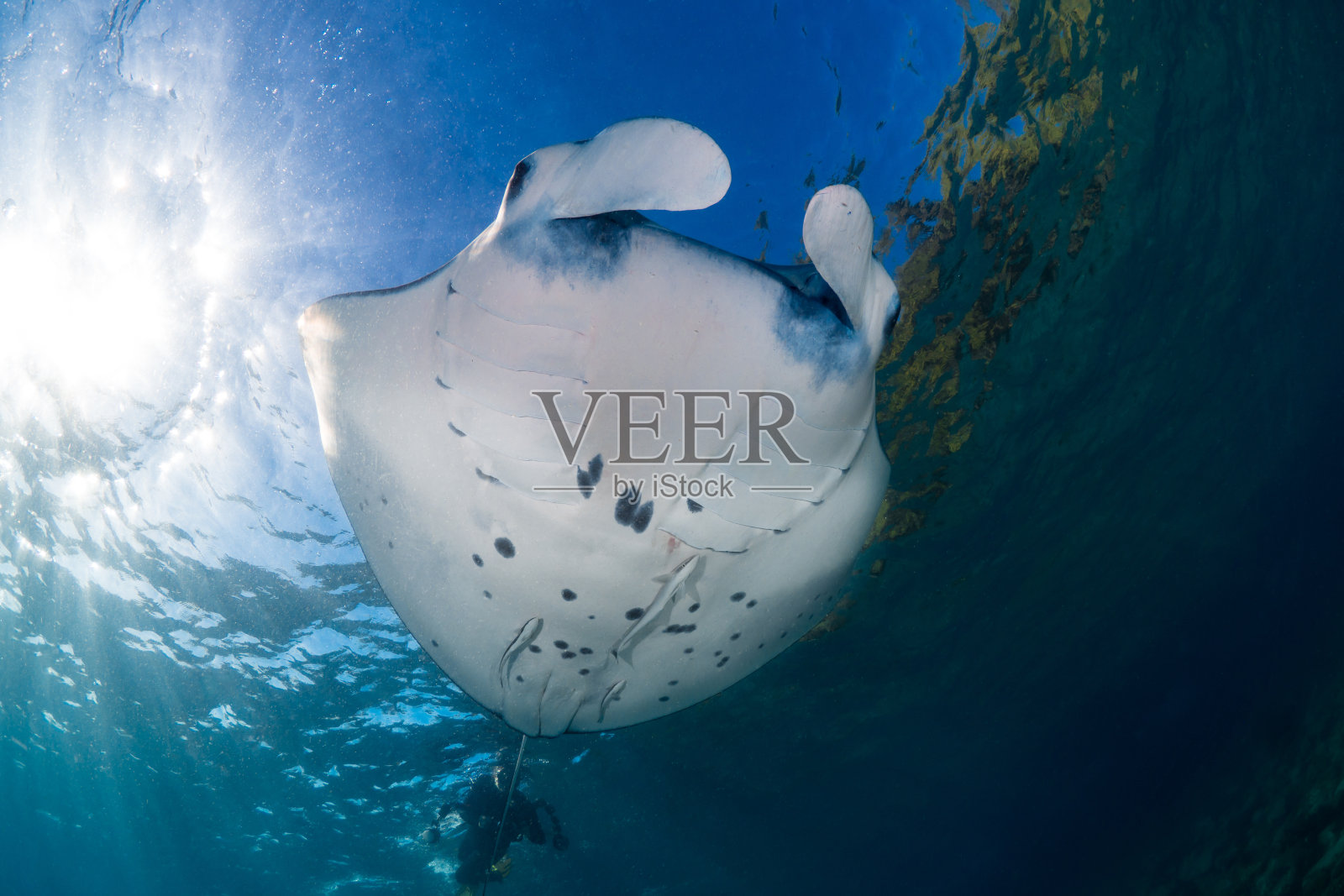 暗礁蝠鲼游过清澈的热带水域- Mobula alfredi照片摄影图片